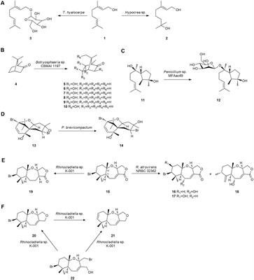 Marine-derived fungi as biocatalysts